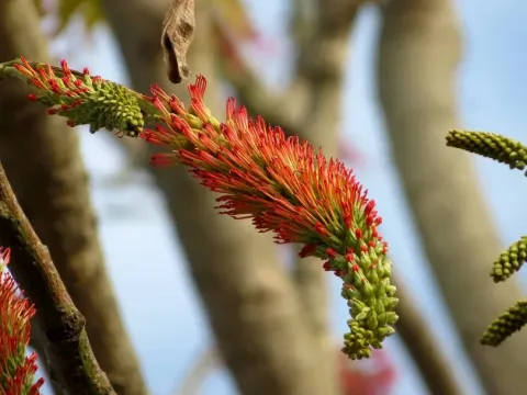 Acrocarpus