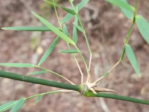 Arthrostylidium