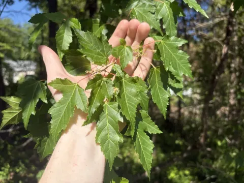 Amur maple