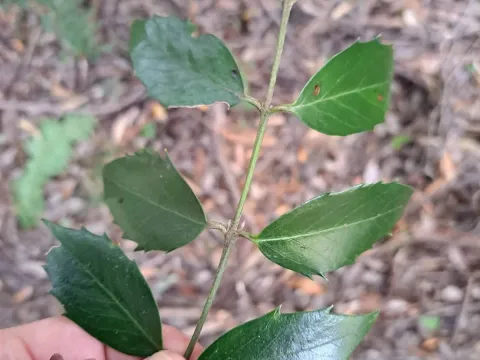 Atherosperma