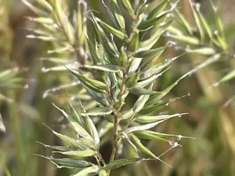 Annual vernal grass