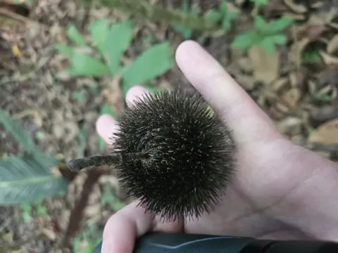 Апейба