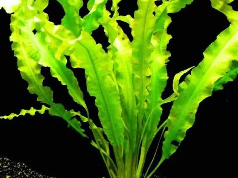Aponogeton echinatum