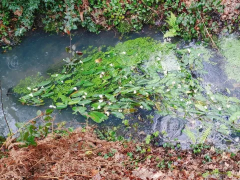 Aponogeton