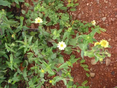 Aspilia