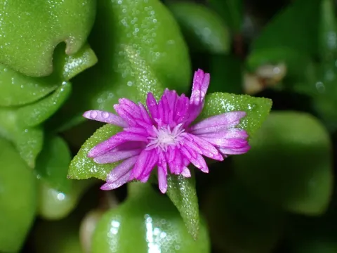 Mesembryanthemum