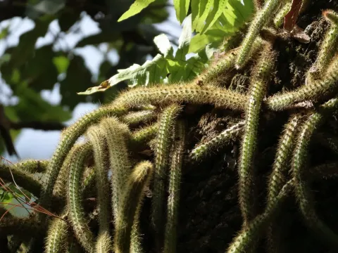 Aporocactus