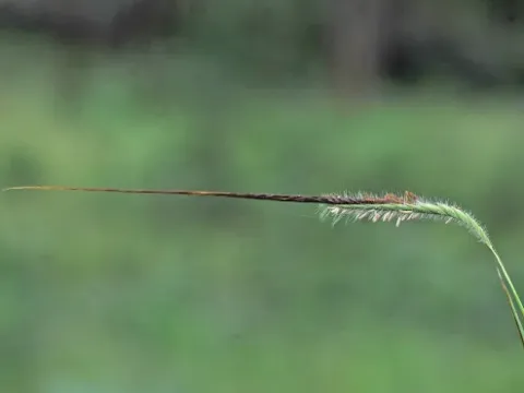Апокопис
