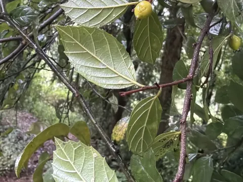 Aphananthe