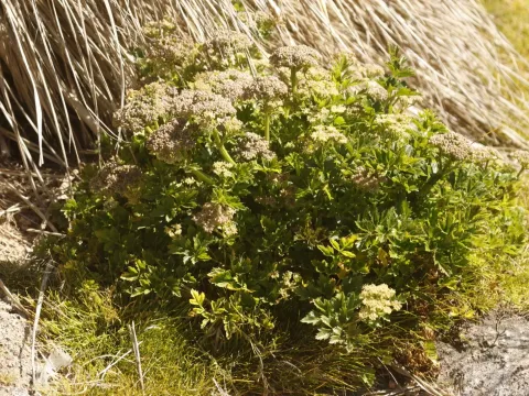 Southern celery