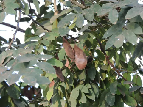 Apuleia