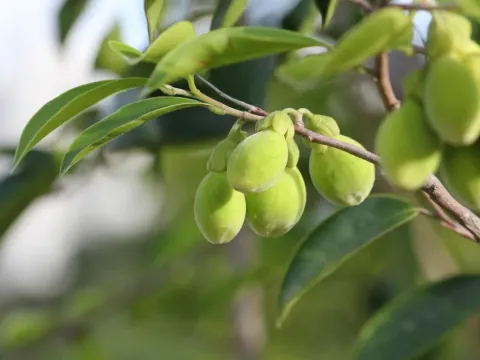 Aquilaria