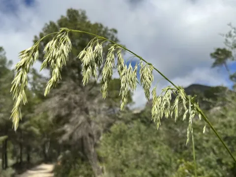 Ампелодесмос