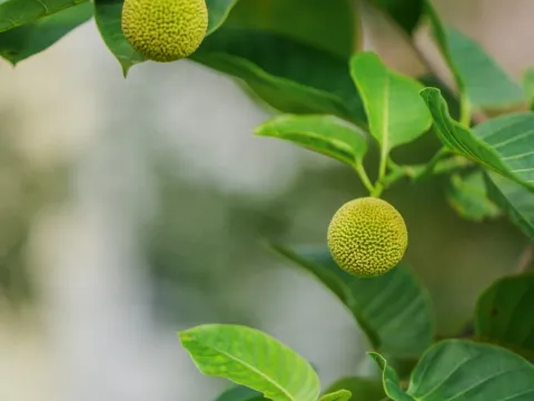 Антецефалус