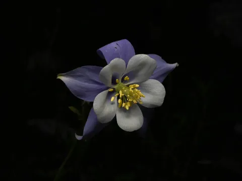 Colorado blue columbine
