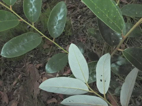 Alphitonia