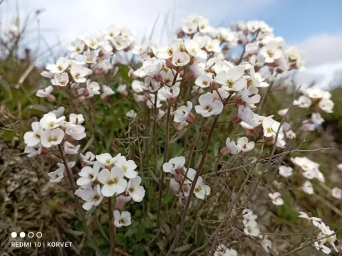 Arabidopsis thaliana