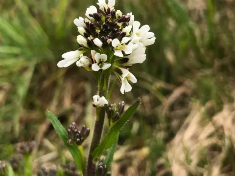 Hairy rock cress