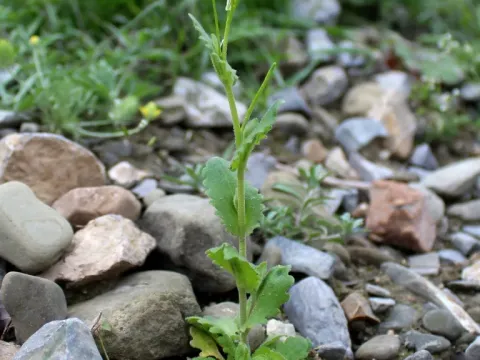 Arabis nova