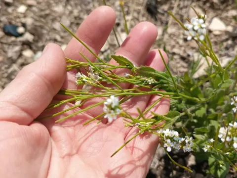 Arabis auriculata