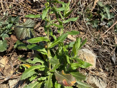 Tower rockcress