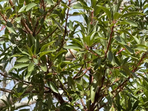Arizona strawberry tree