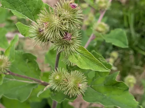 Wood Burdock