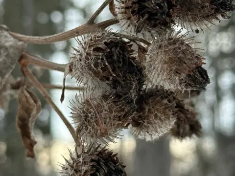 Woolly burdock