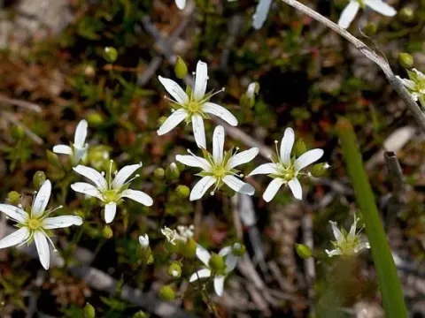 Rock sandwort