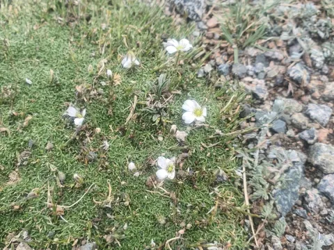 Arenaria subulata