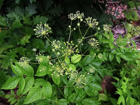Bristly Sarsaparilla