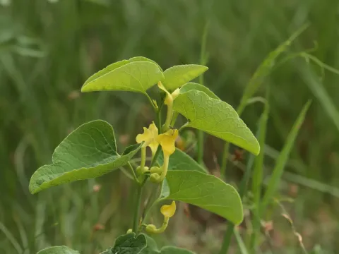 Birthwort