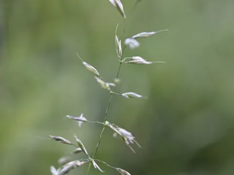 Tall oat-grass