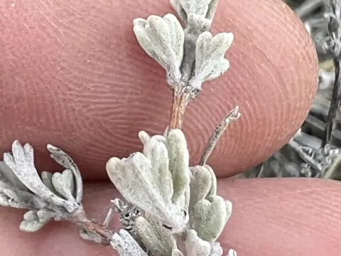Little sagebrush