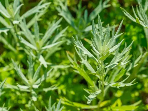 Abyssinian wormwood