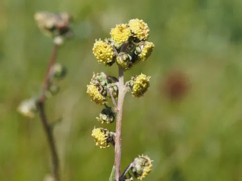 Black wormwood