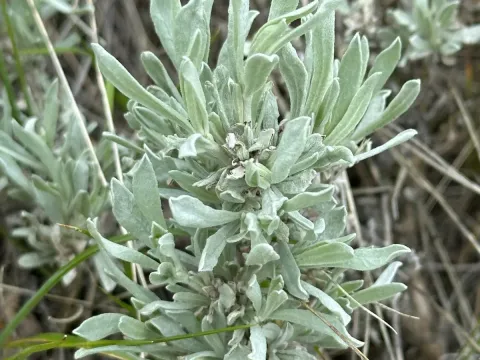 Silver sagebrush