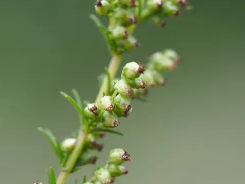 Capillary wormwood