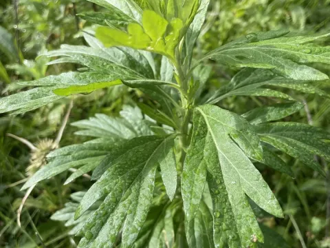 Douglas mugwort