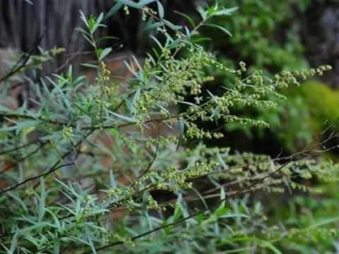 Artemisia dubia