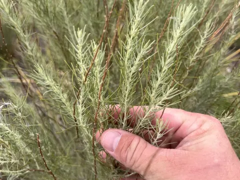 Sand sagebrush
