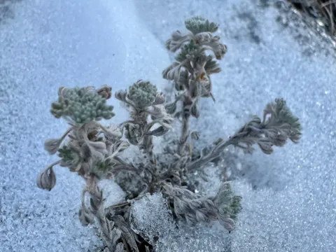 Fringed sagebrush