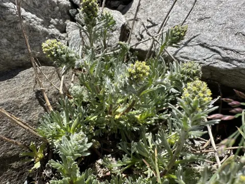 Genepi