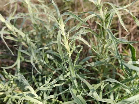 Полынь сизая