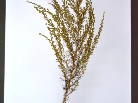 Полынь куррамская
