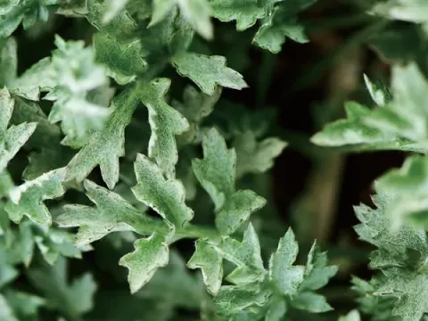 Artemisia lavandulaefolia