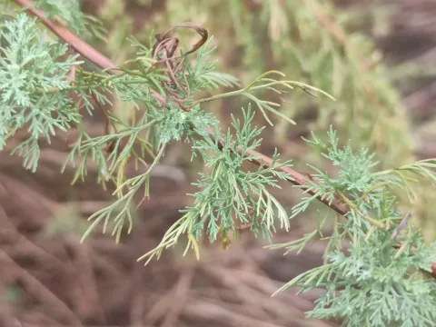 Molinier's wormwood