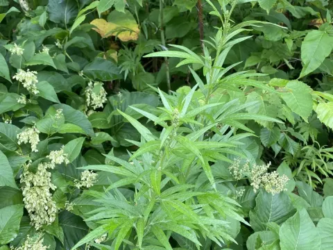 Mountain wormwood