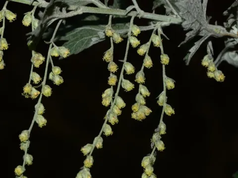 Nilgiri wormwood