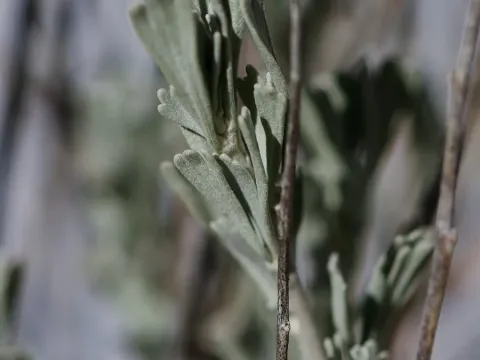 Black sagebrush